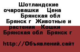 Шотландские очаровашки. › Цена ­ 3 500 - Брянская обл., Брянск г. Животные и растения » Кошки   . Брянская обл.,Брянск г.